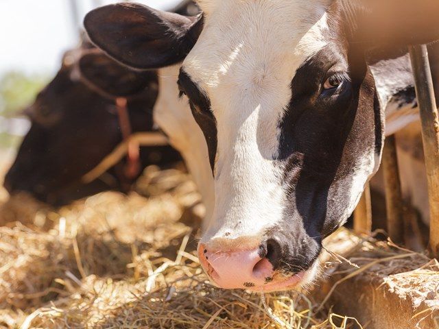 Calving Cameras